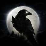 night-crows